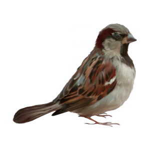 Sparrow PNG-20121